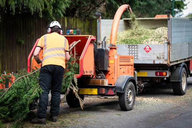 How Our Tree Care Process Works  in  Rockfish, NC